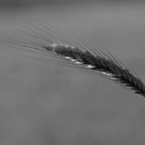 Sous le vent