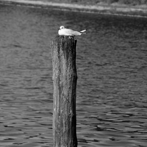 Mouette perchée
