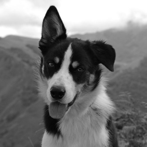 Eliott, mon chien volé