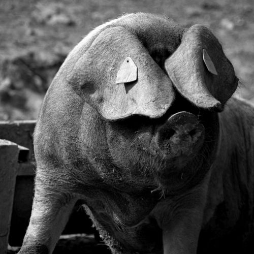 Cochon masqué