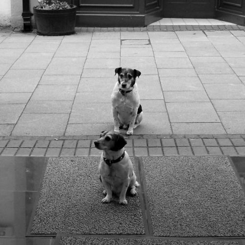 Deux chiens sur le seuil d'un commerce