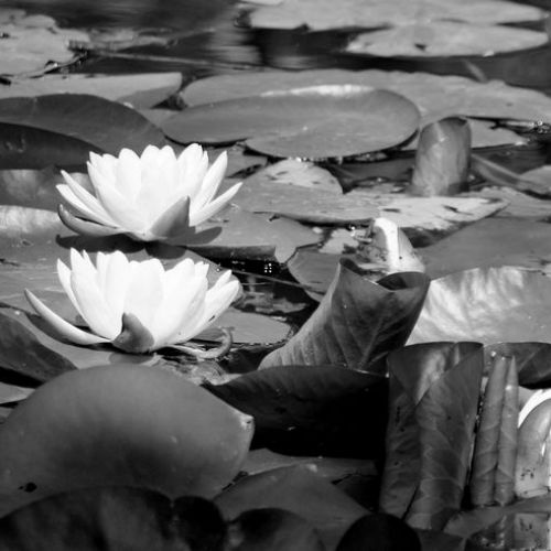 Nénuphar