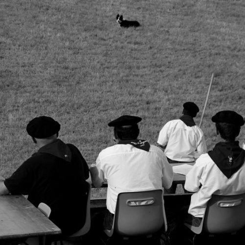 Concours de chiens de berger